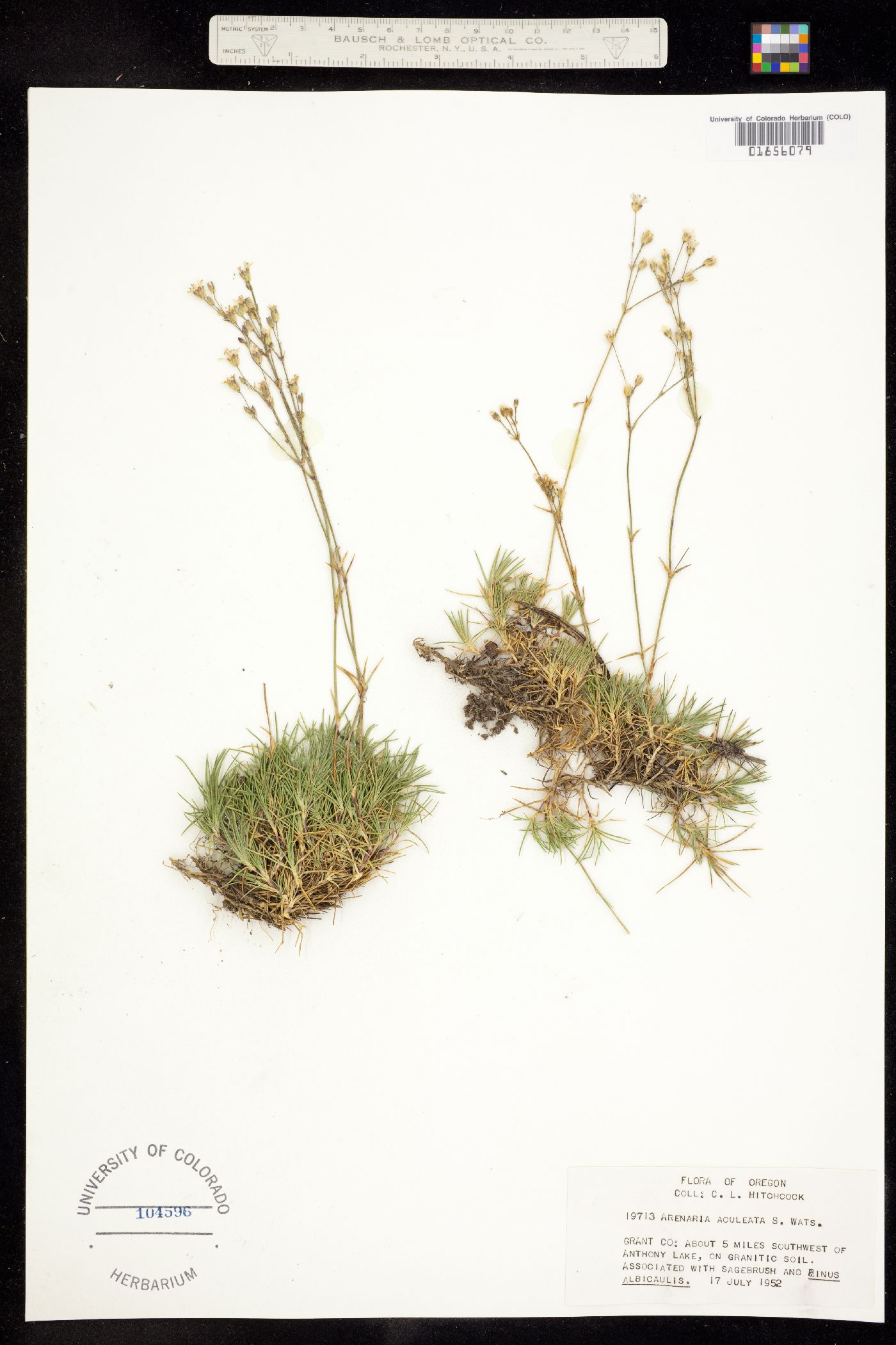 Eremogone aculeata image