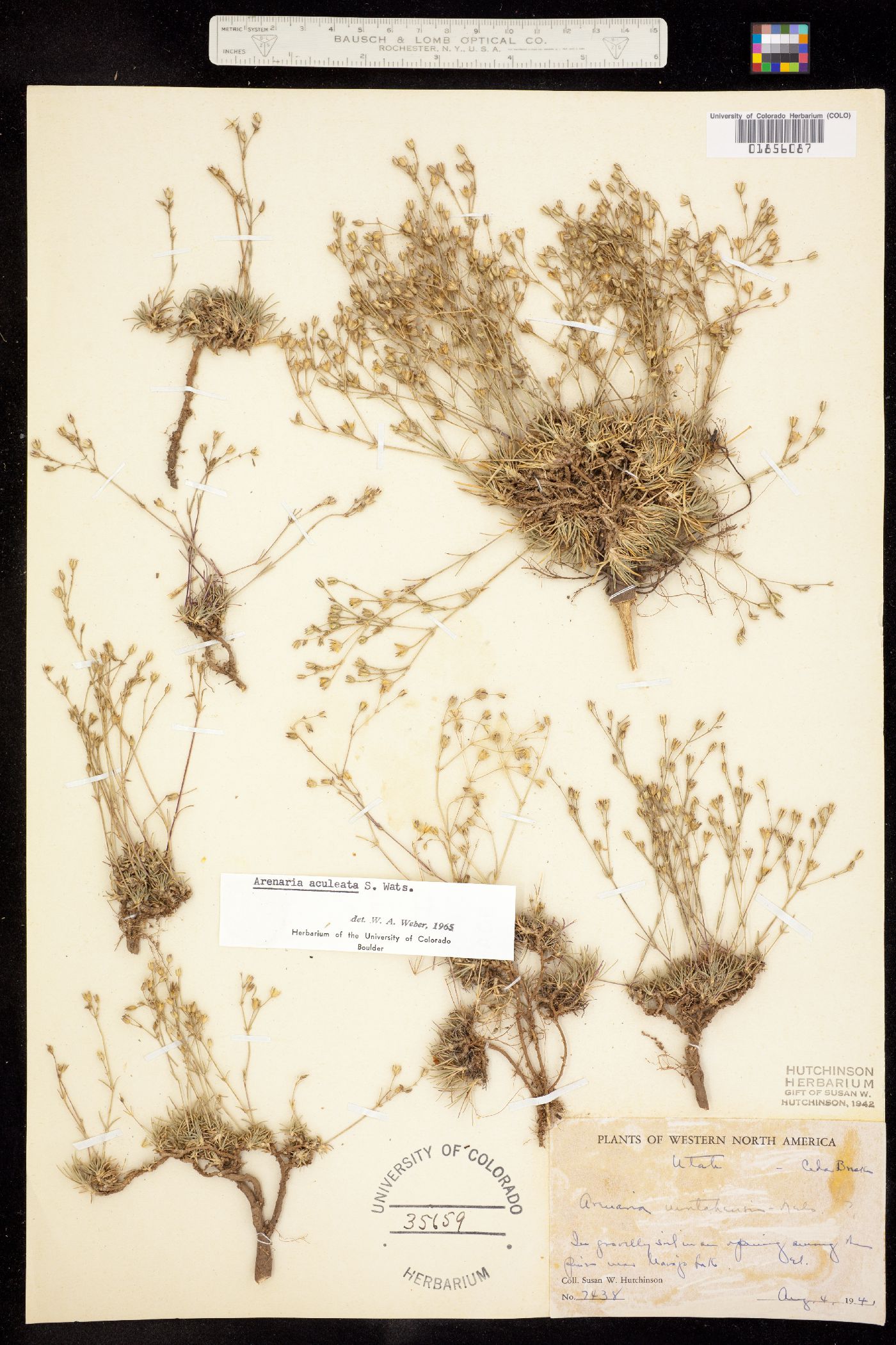 Eremogone aculeata image
