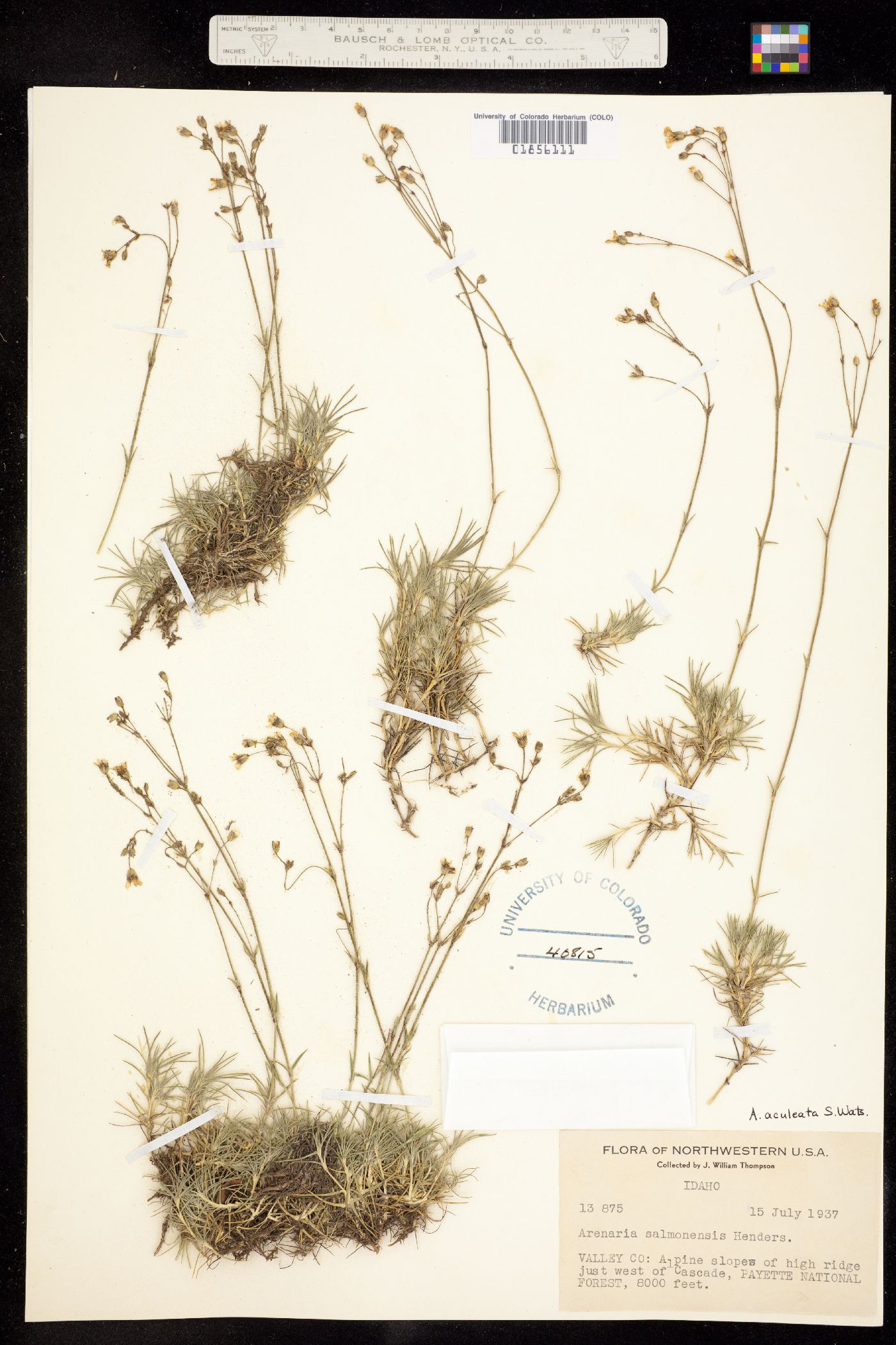 Eremogone aculeata image