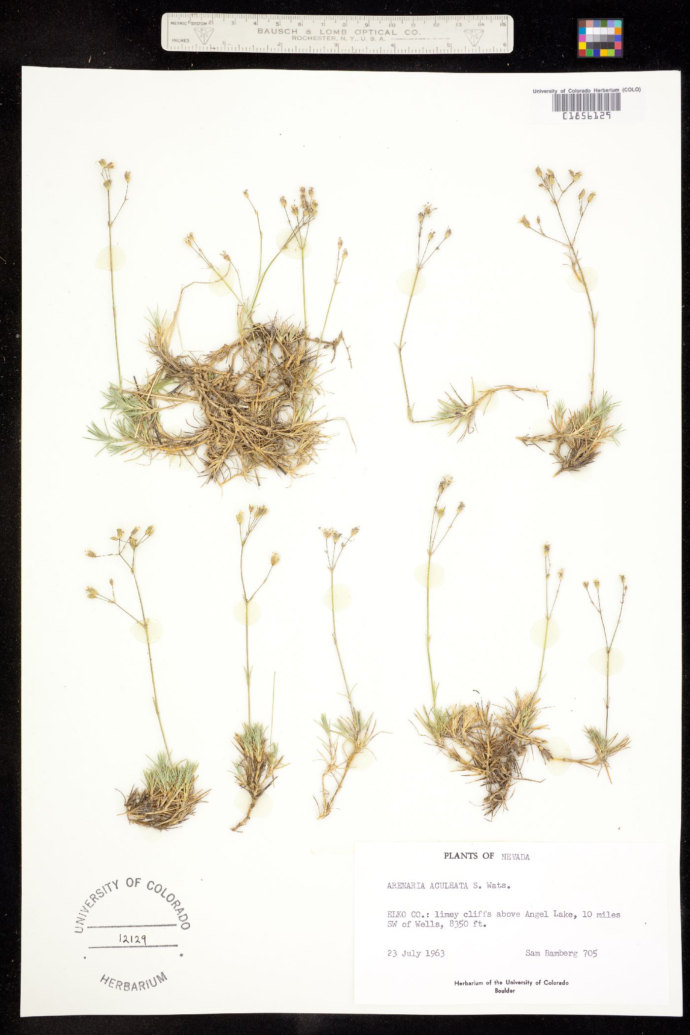Eremogone aculeata image