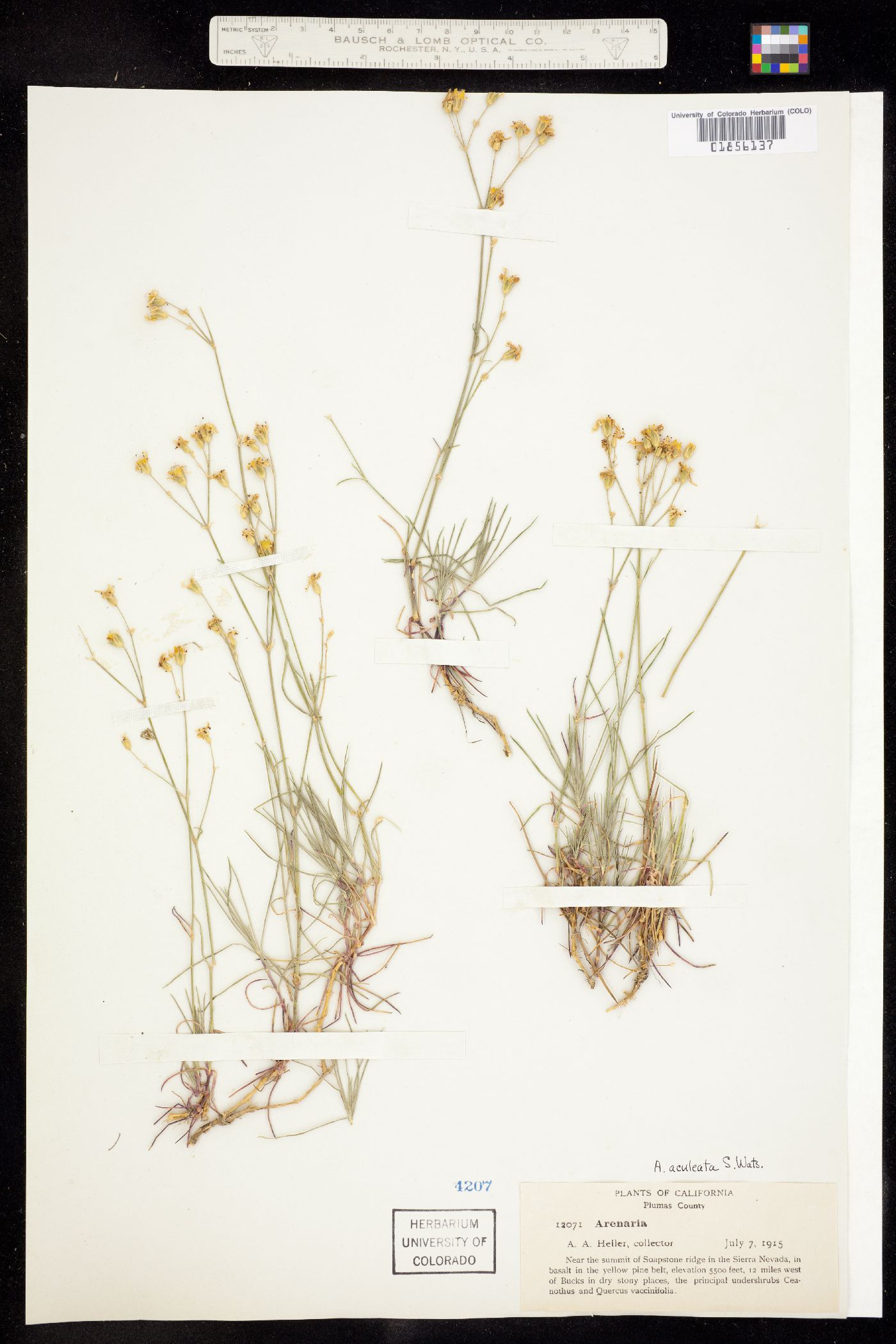 Eremogone aculeata image