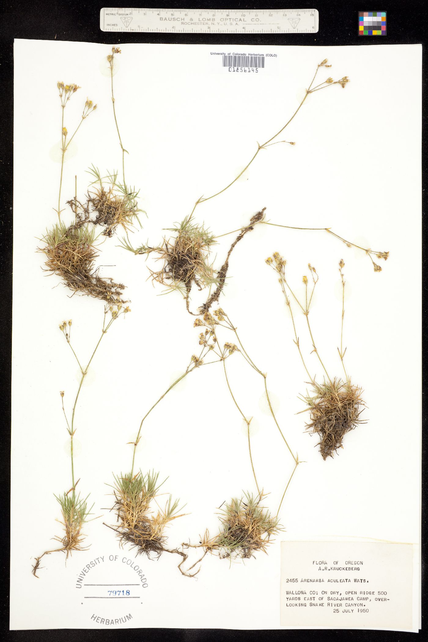 Eremogone aculeata image