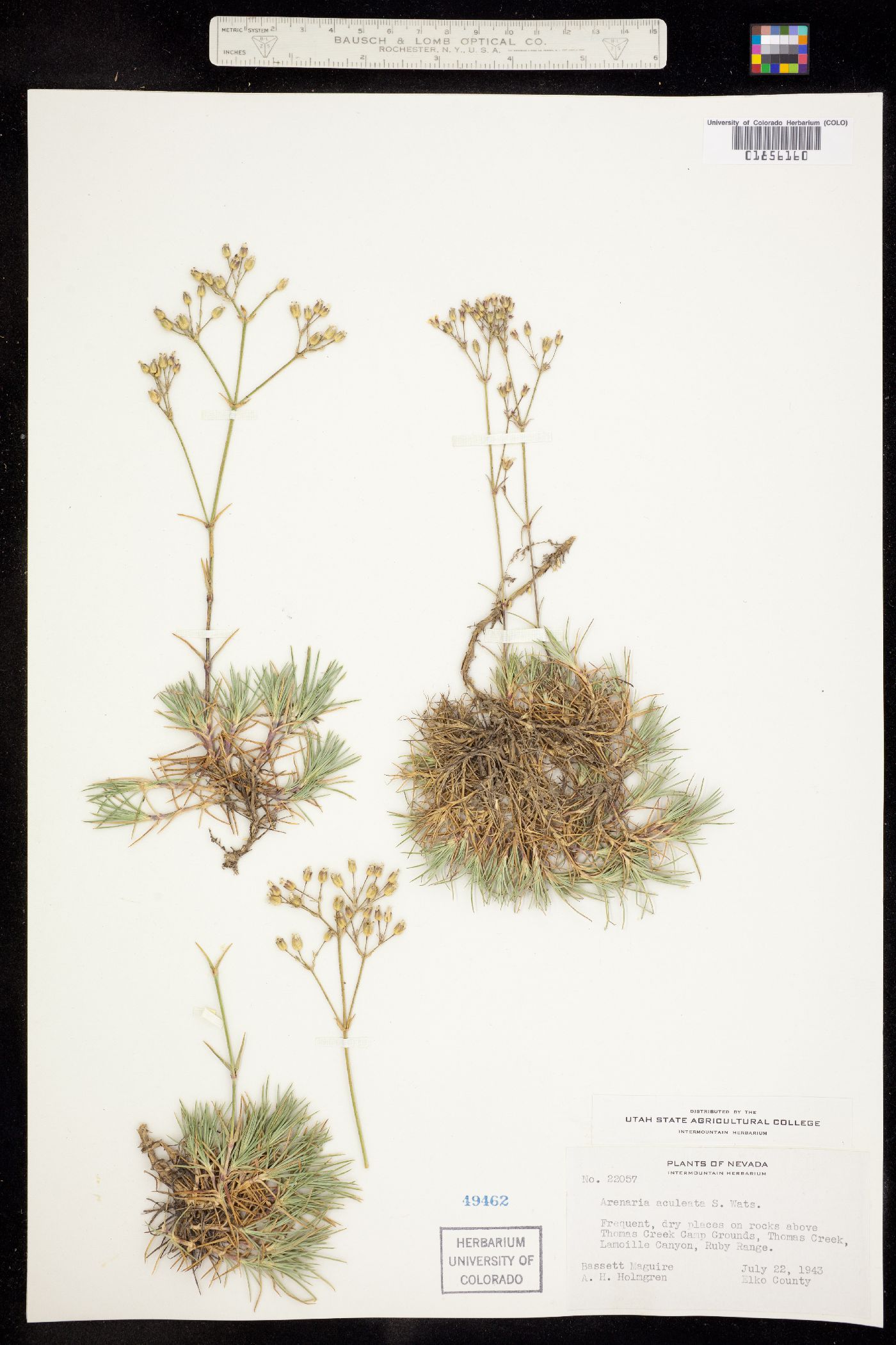 Eremogone aculeata image