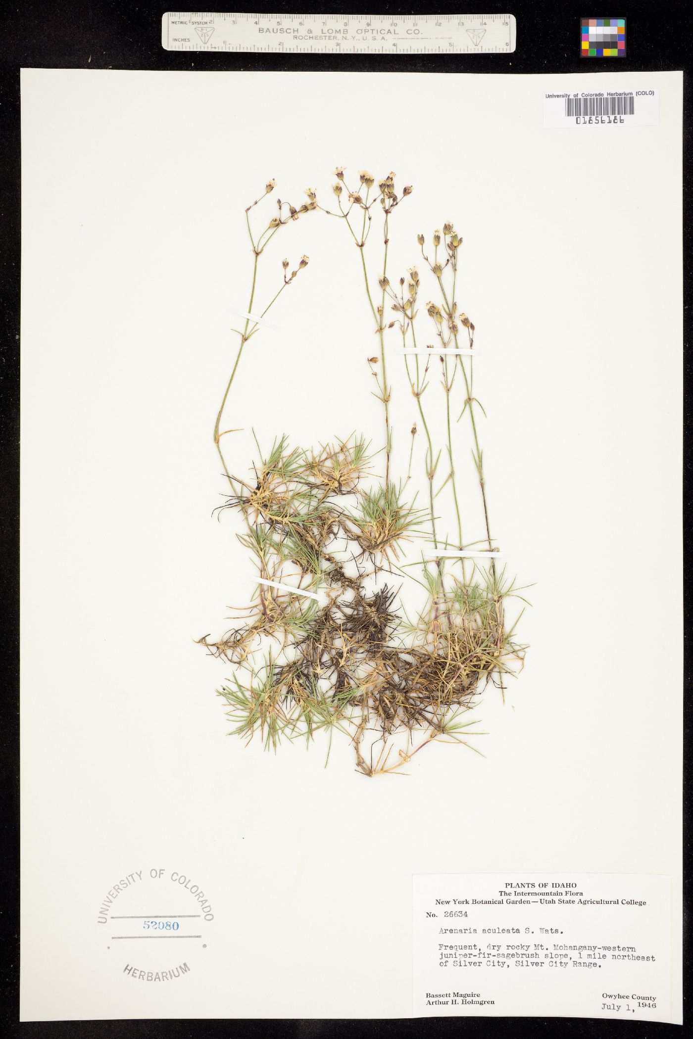 Eremogone aculeata image
