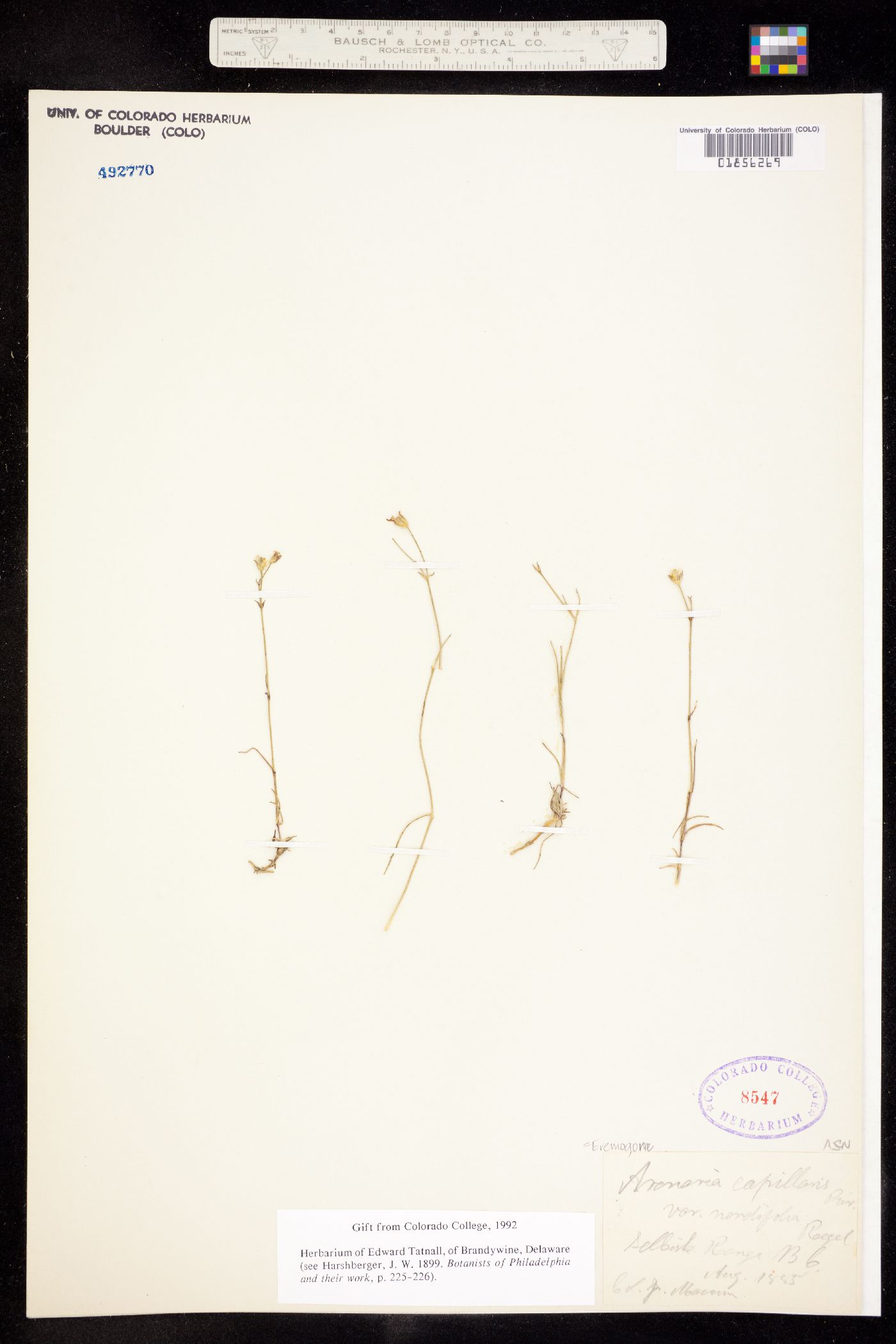 Eremogone capillaris image