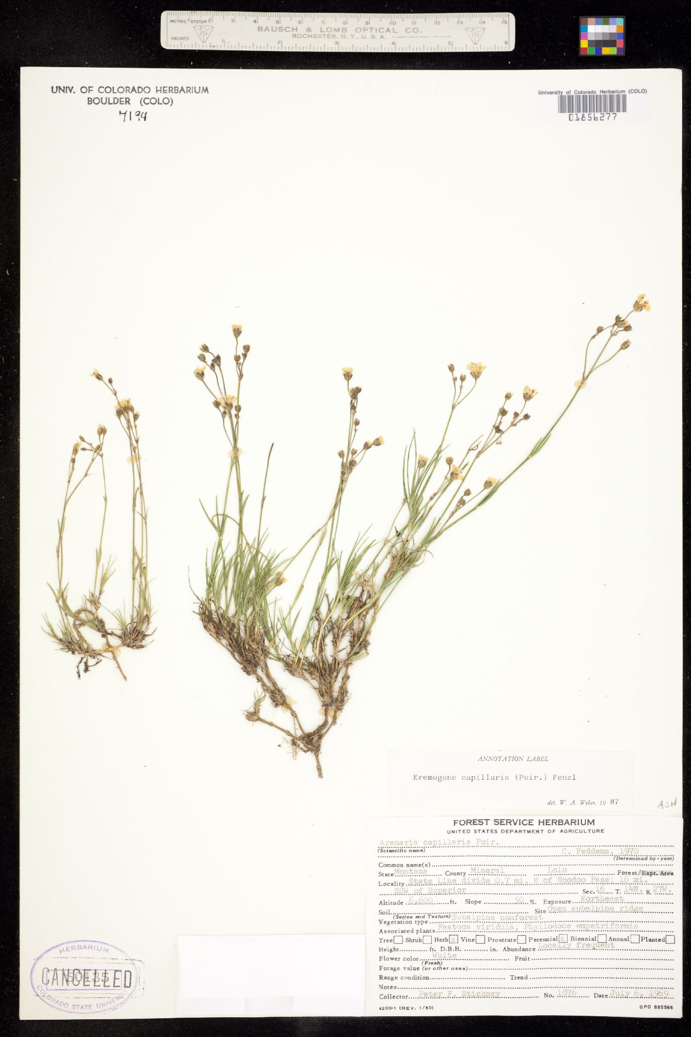 Eremogone capillaris image