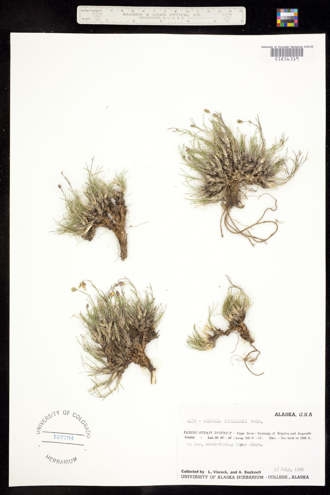 Eremogone capillaris image