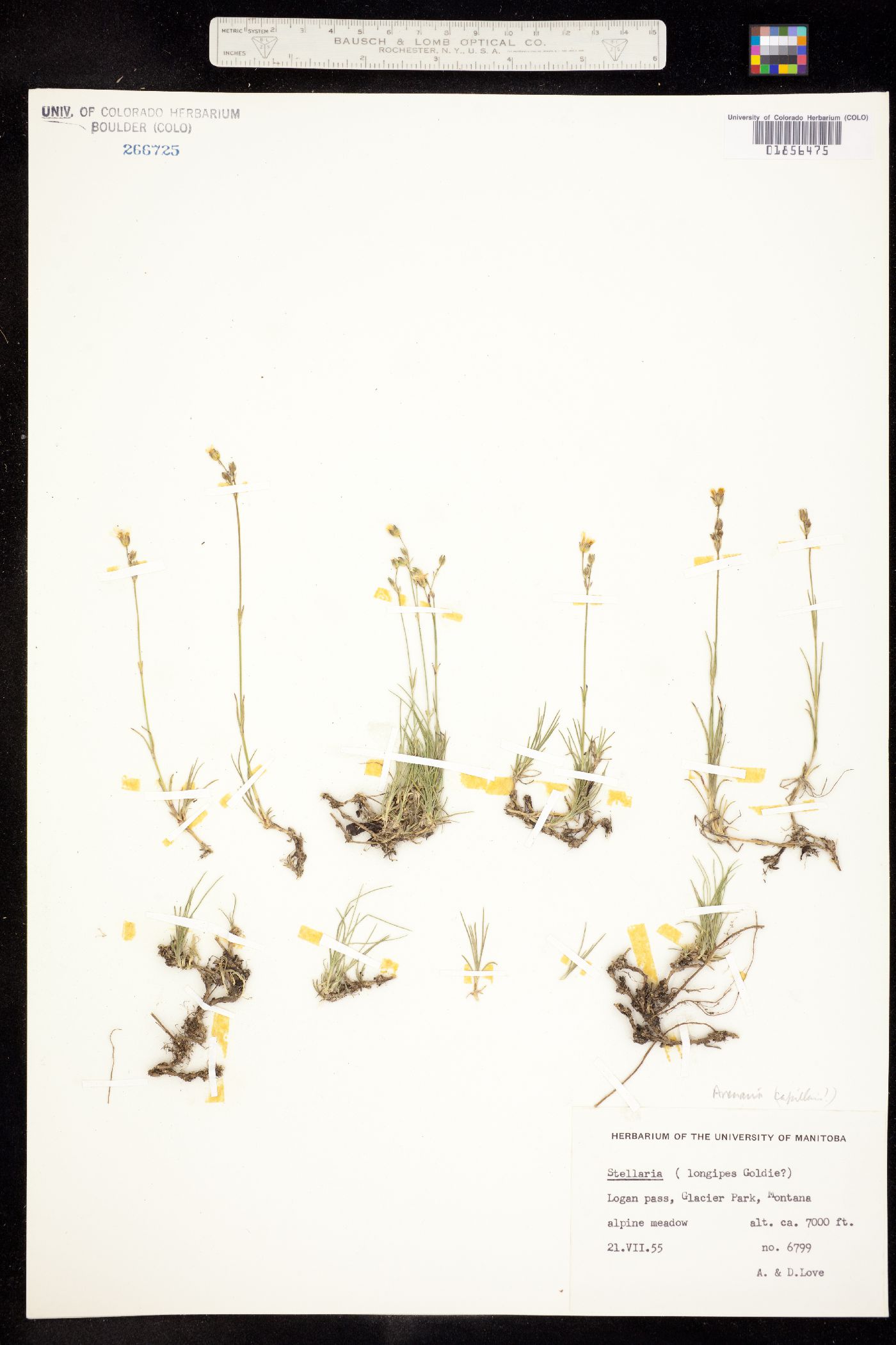Eremogone capillaris image