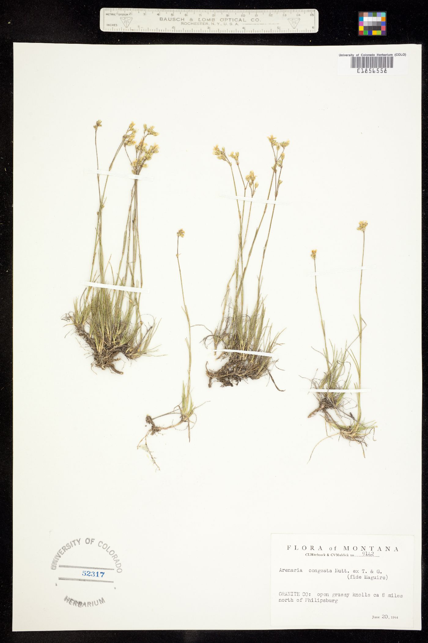 Eremogone congesta image