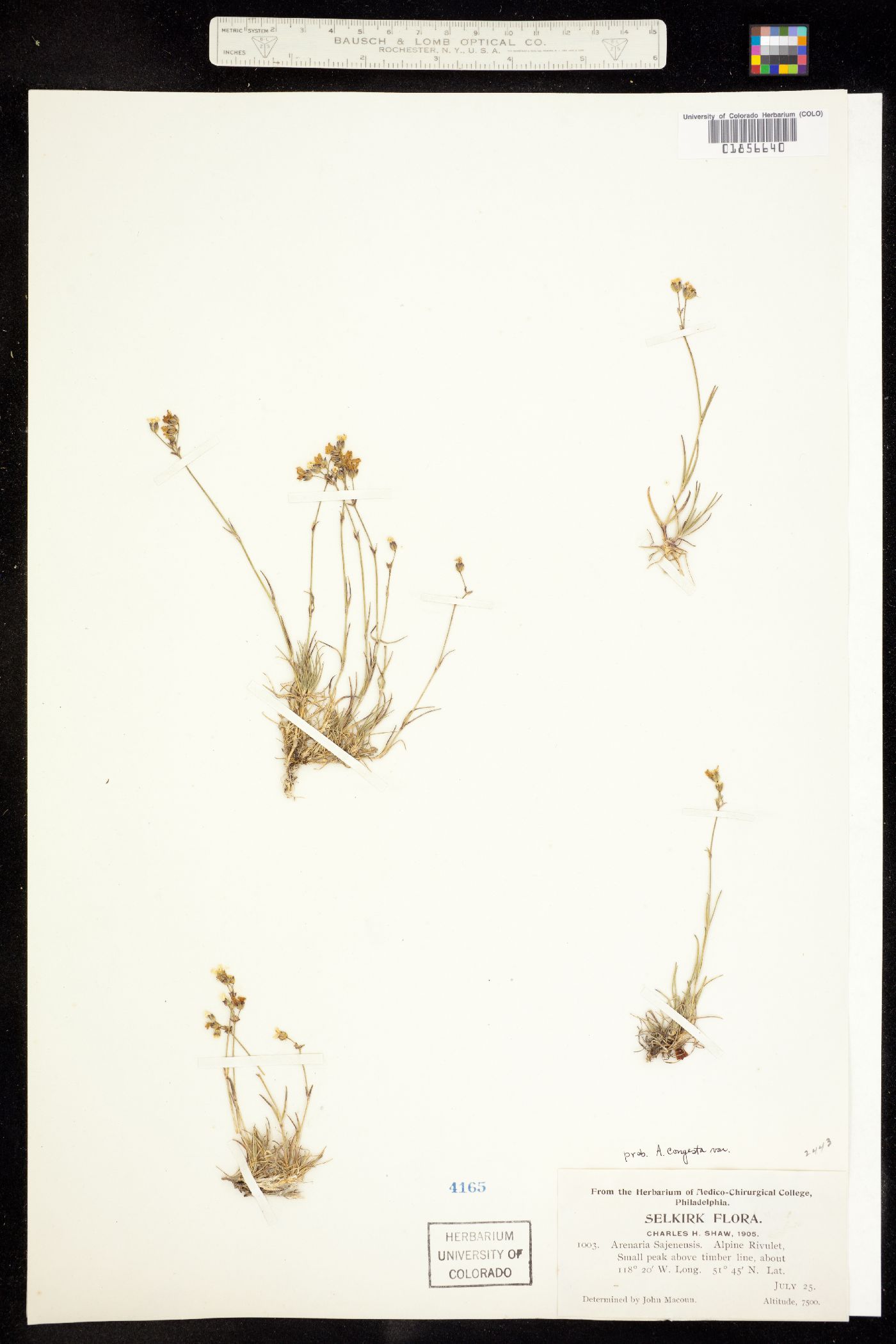 Eremogone congesta image