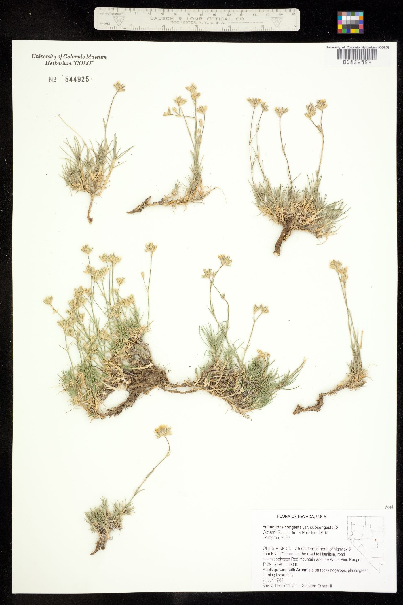 Eremogone congesta image