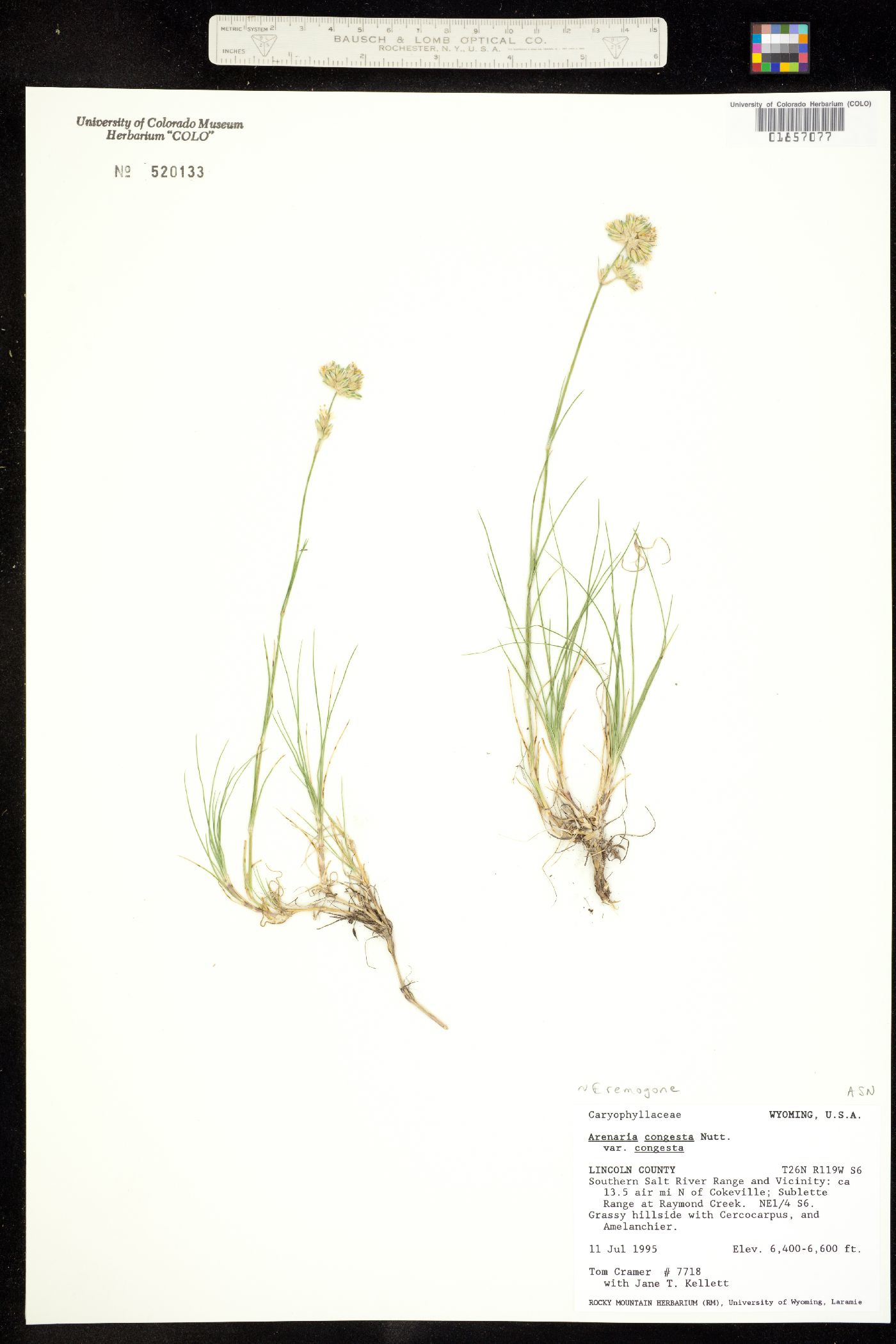 Eremogone image