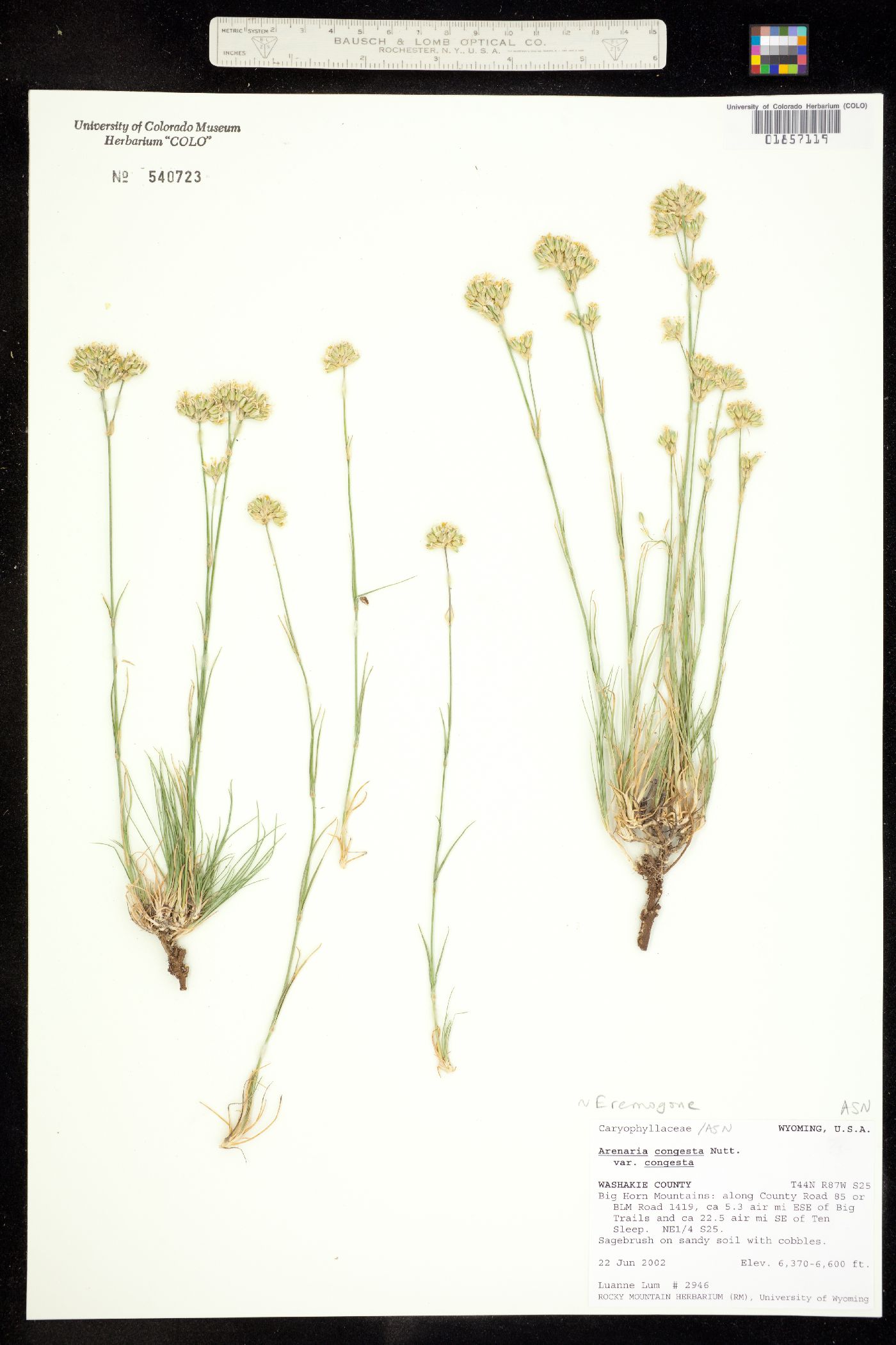Eremogone congesta image