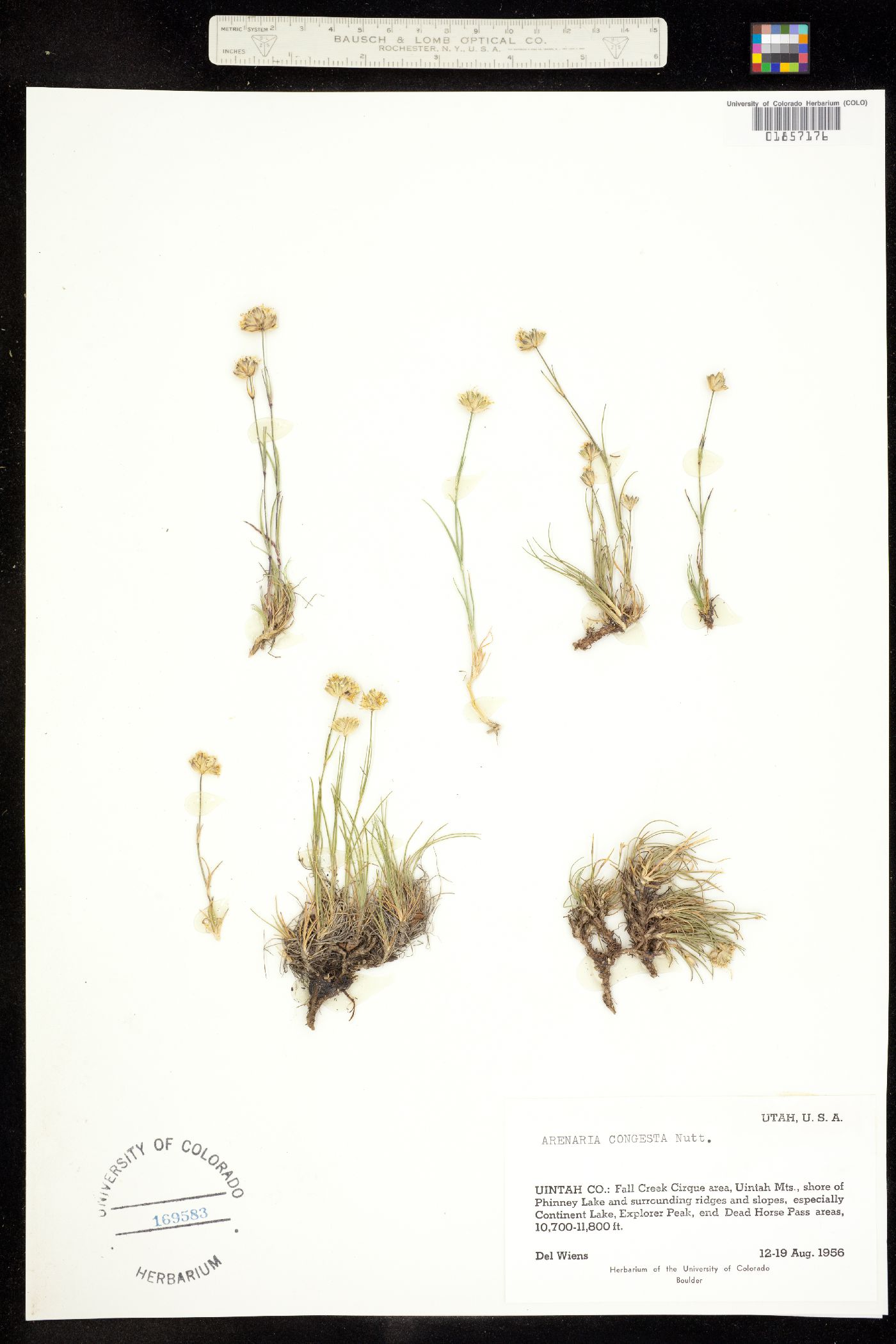 Alsinaceae image