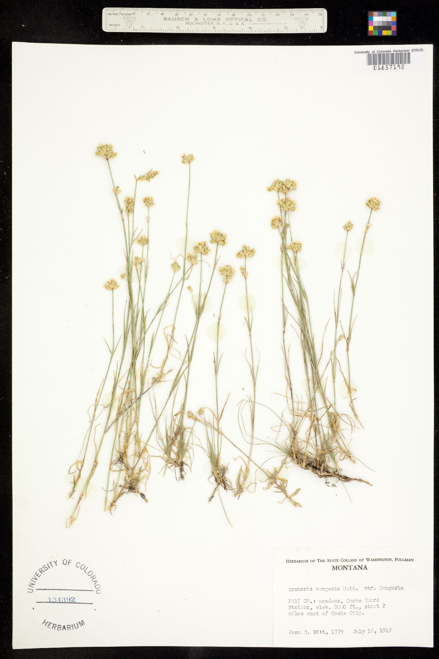 Alsinaceae image