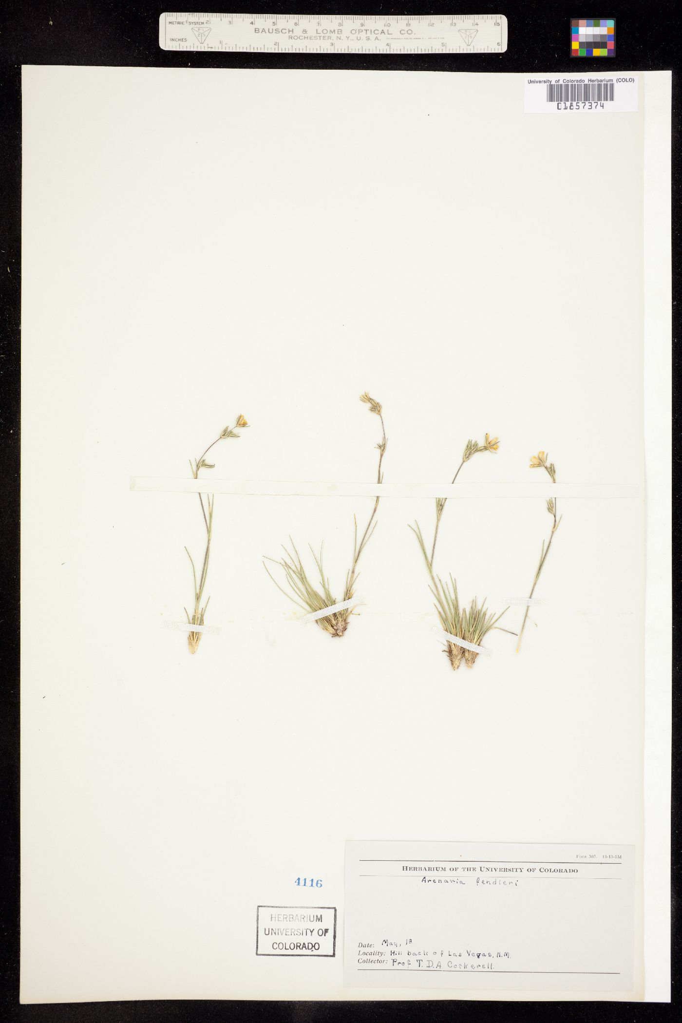 Eremogone fendleri image