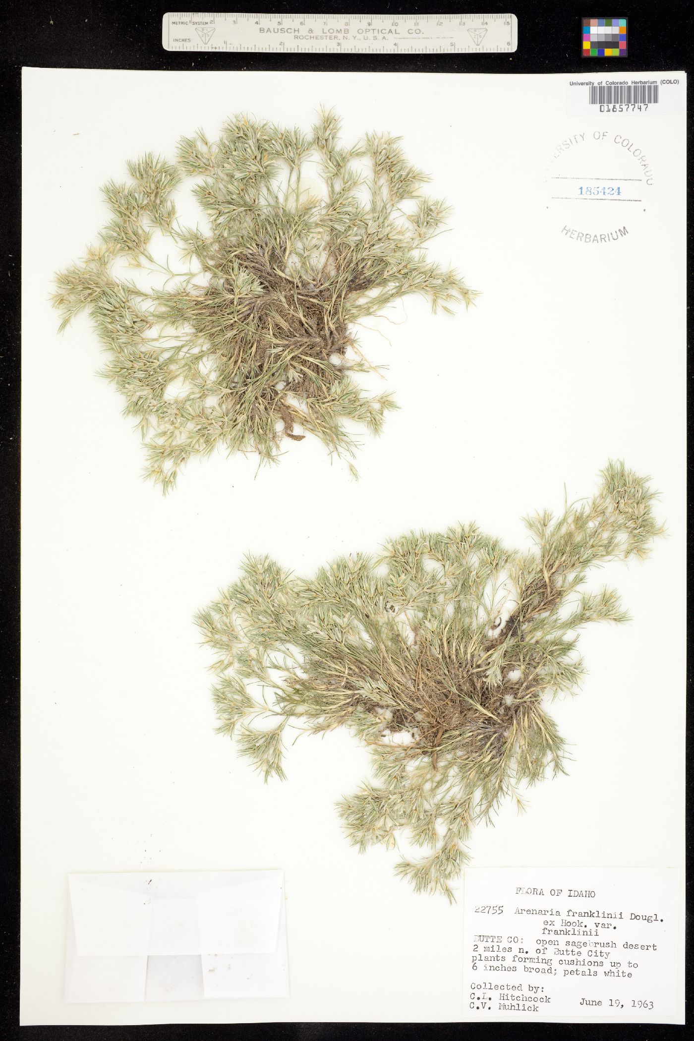 Eremogone franklinii image