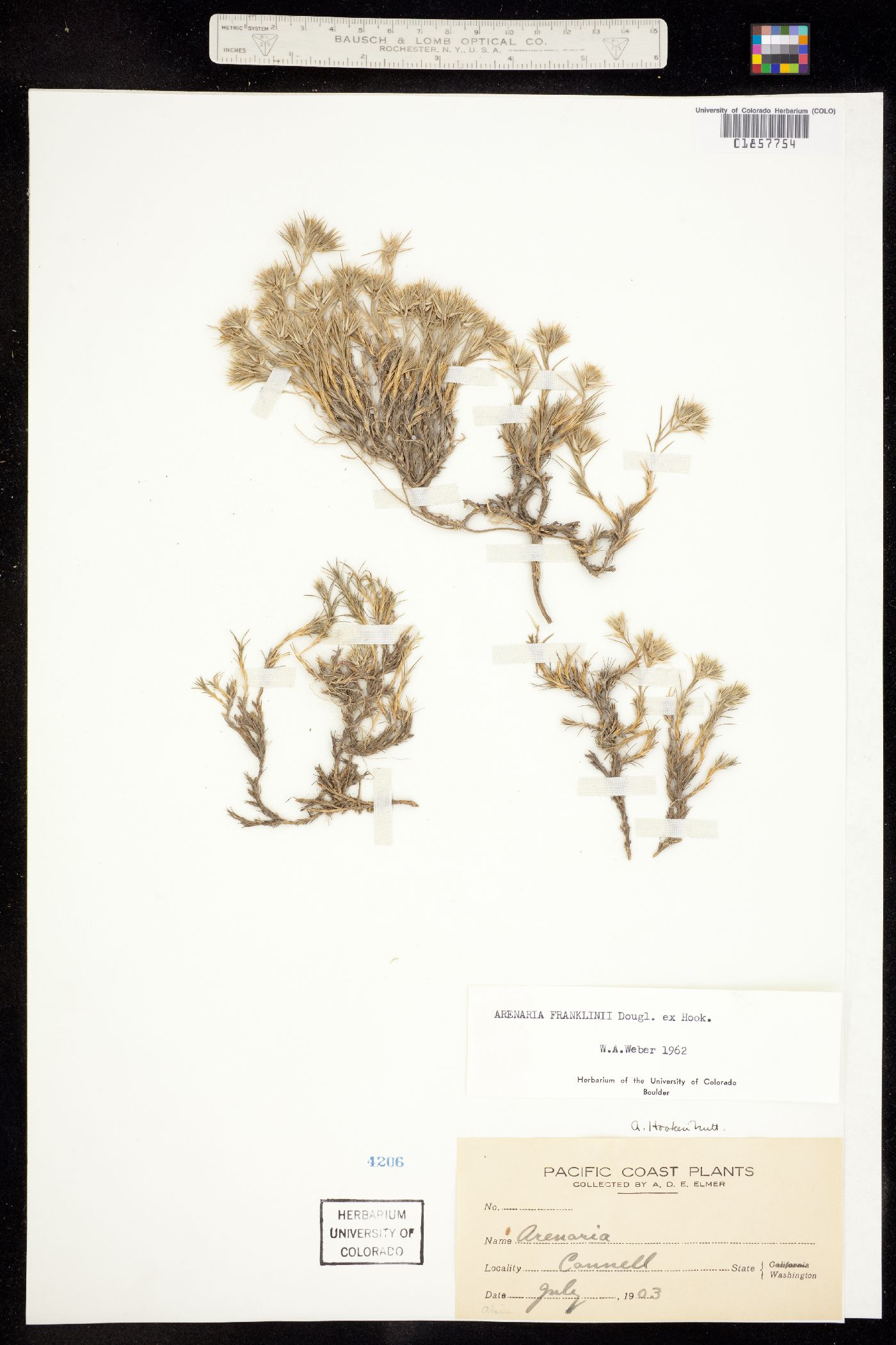 Eremogone franklinii image