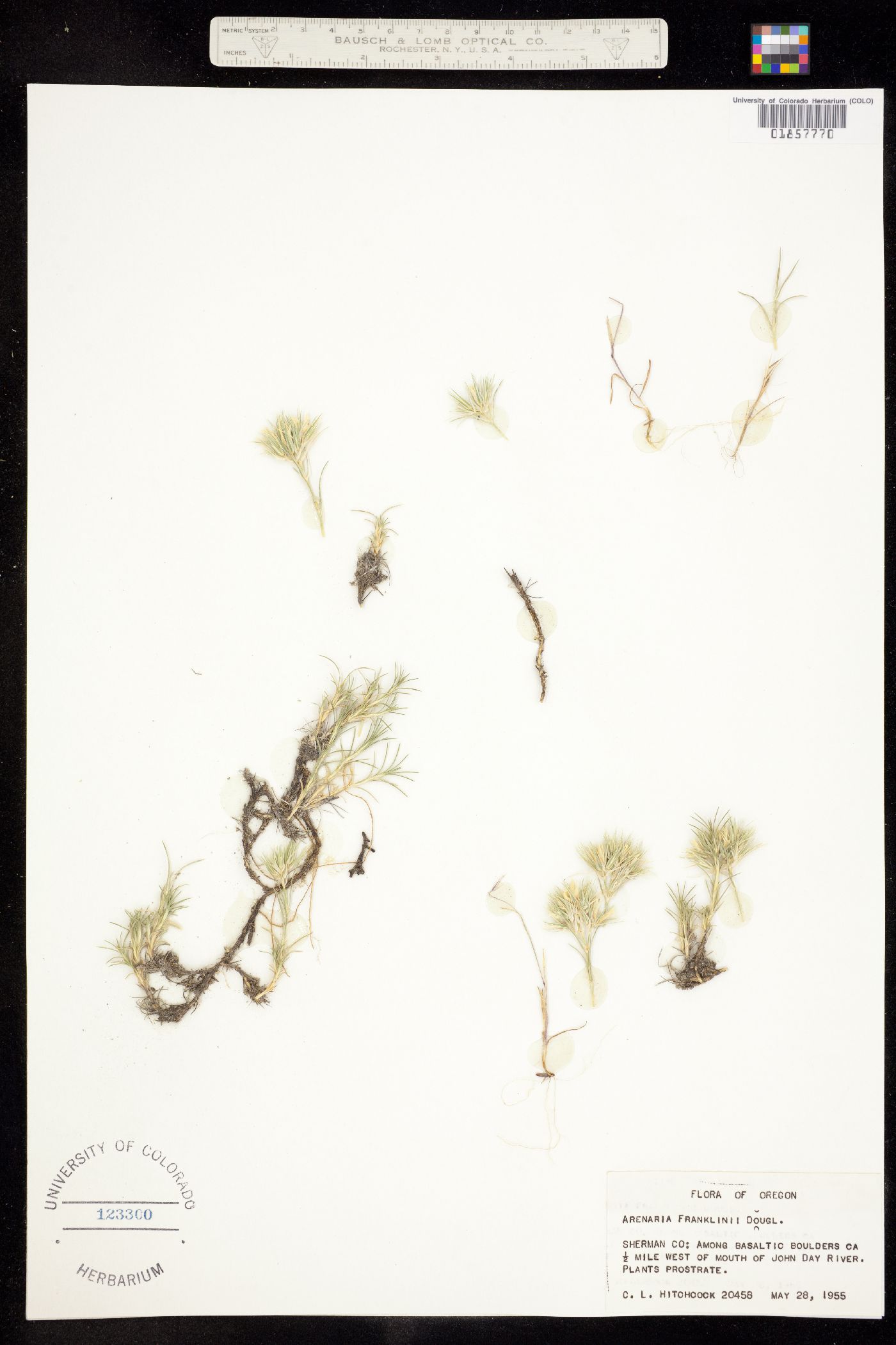 Eremogone franklinii image