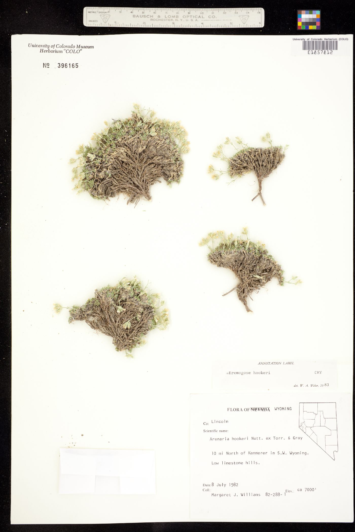 Eremogone hookeri subsp. desertorum image