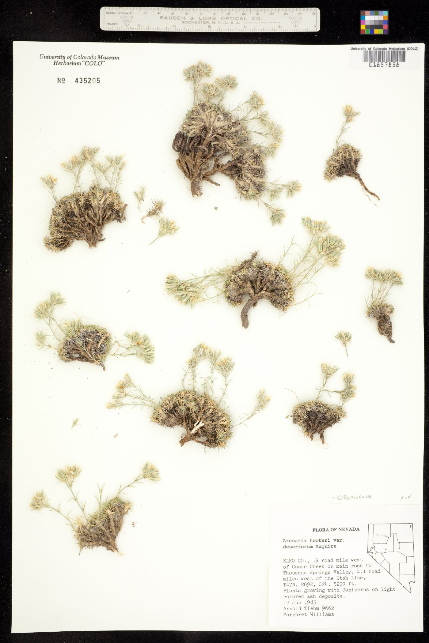 Eremogone hookeri image