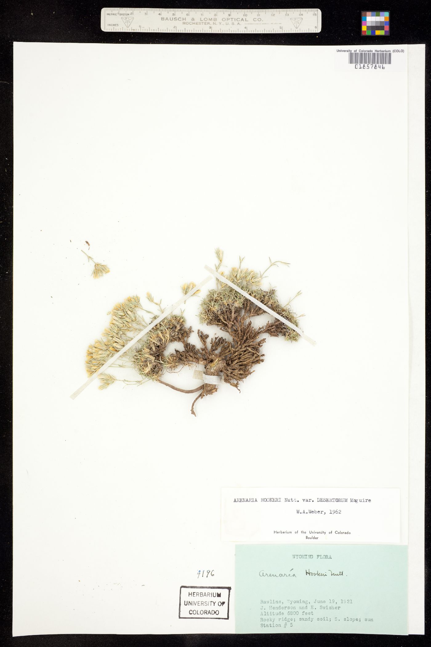 Eremogone hookeri var. hookeri image
