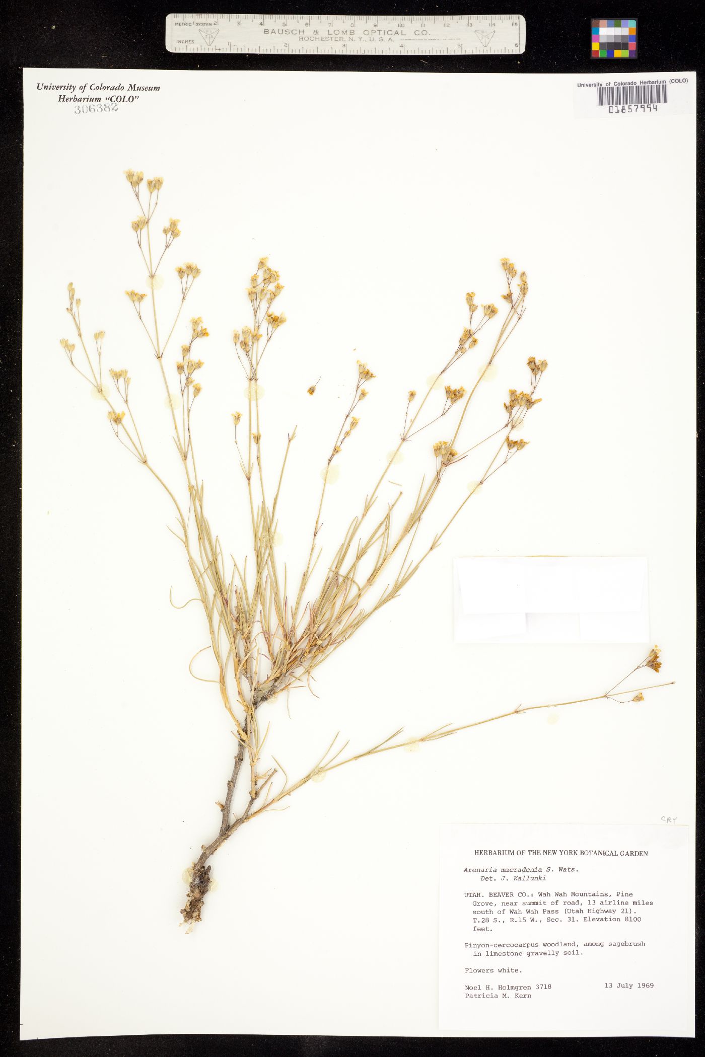 Eremogone macradenia image