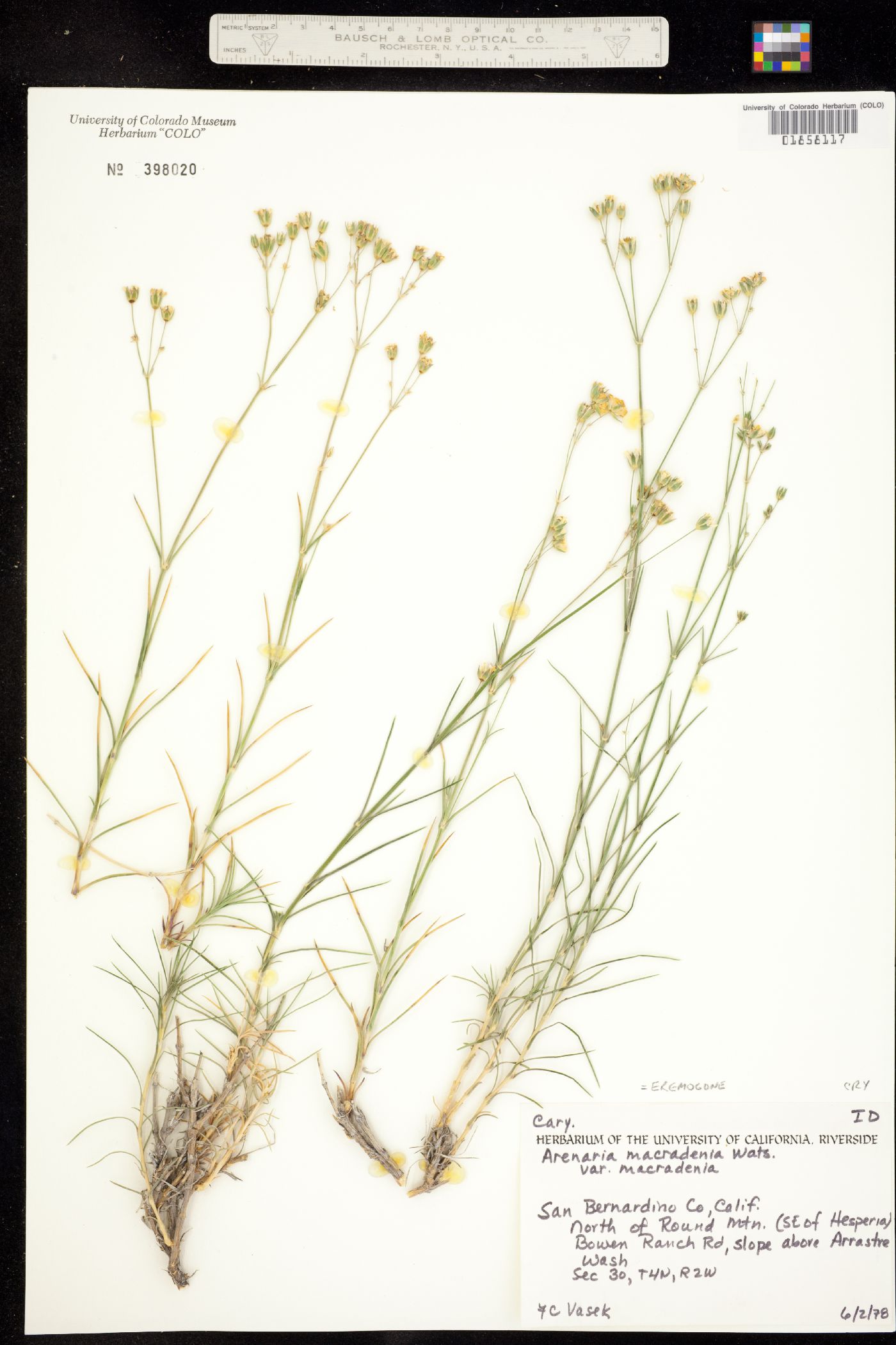 Eremogone macradenia image