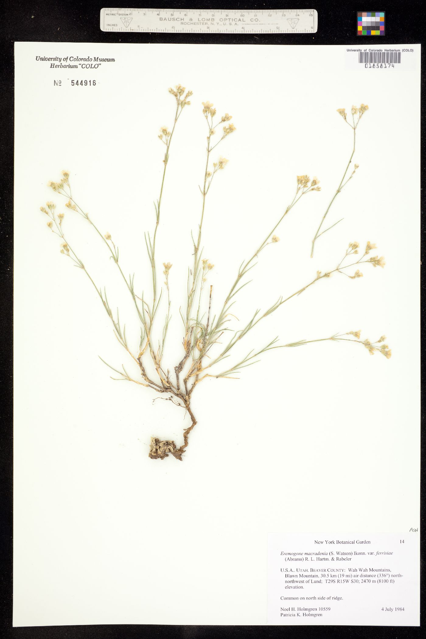 Eremogone macradenia image