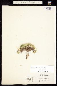 Eremogone hookeri subsp. pinetorum image