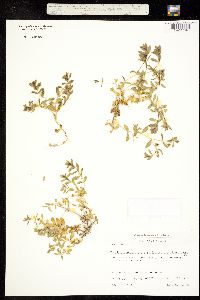 Honckenya peploides image