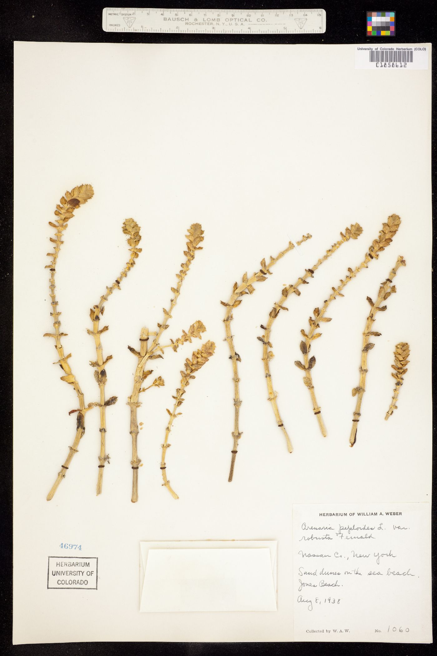 Honckenya peploides image