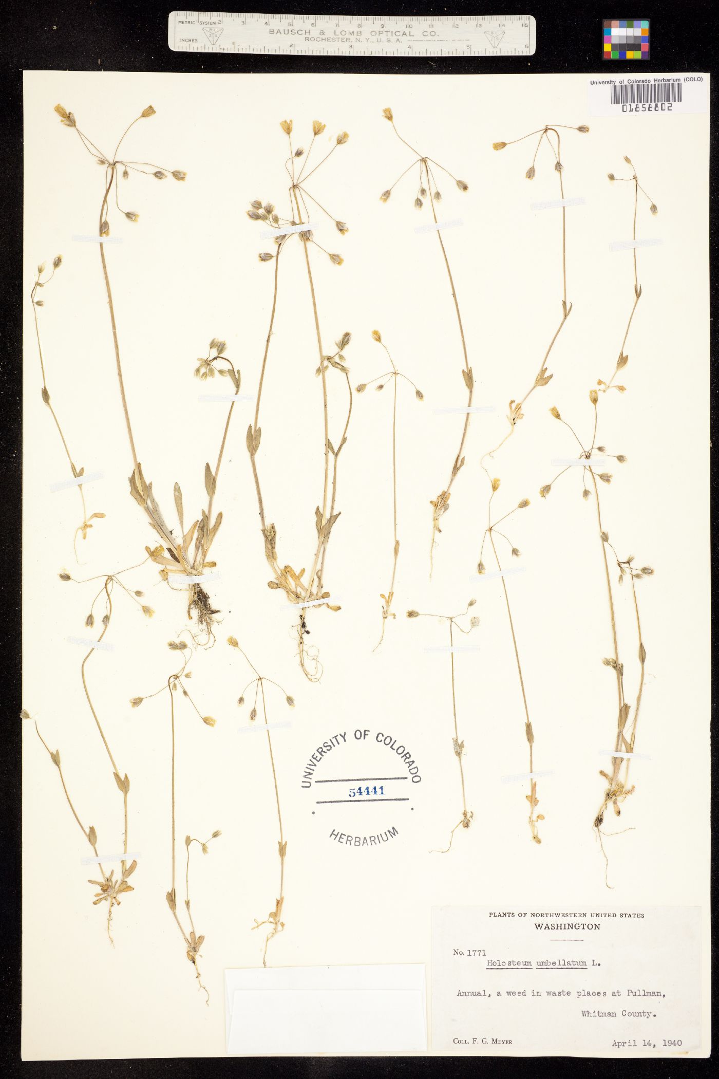 Holosteum umbellatum image