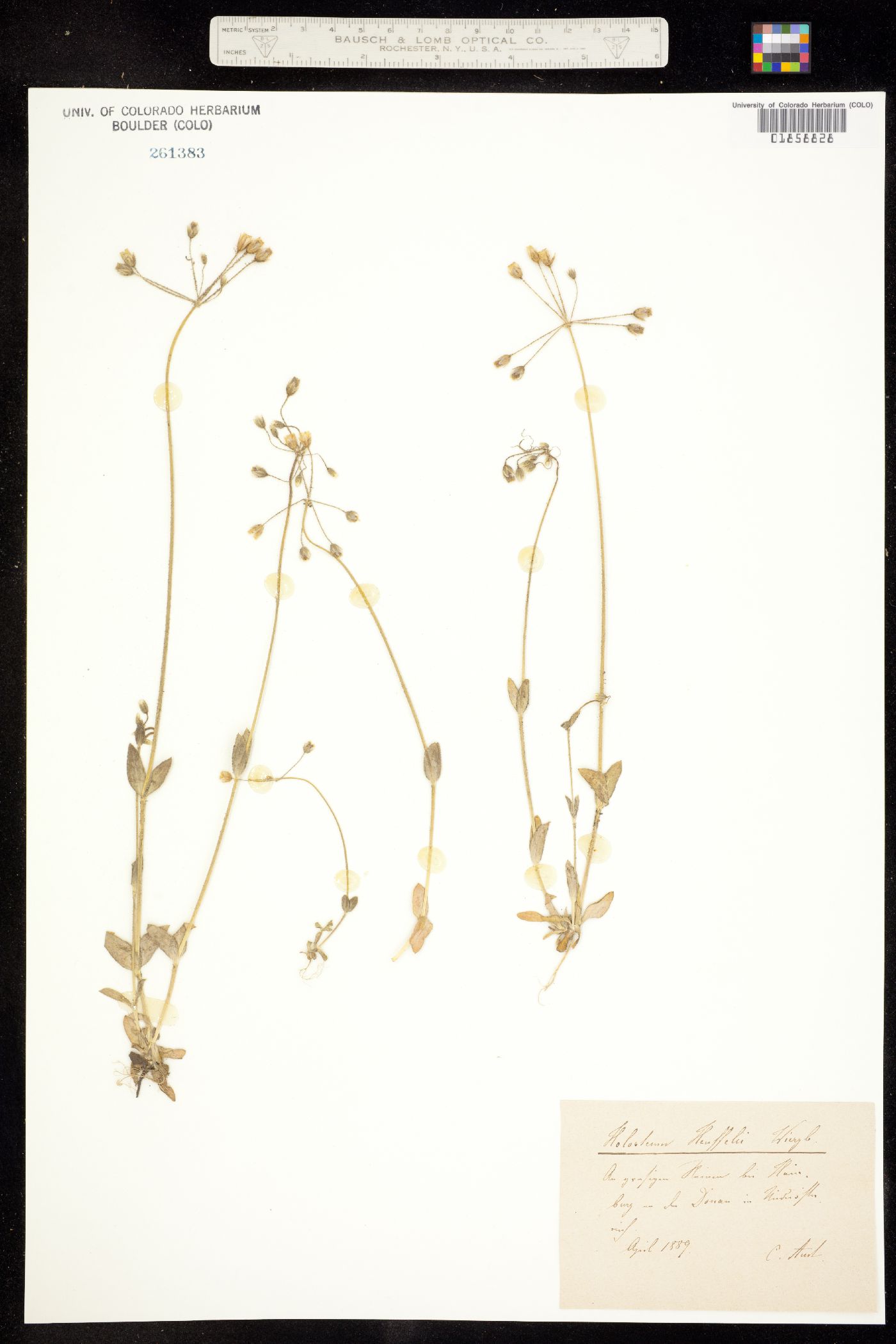 Holosteum umbellatum image