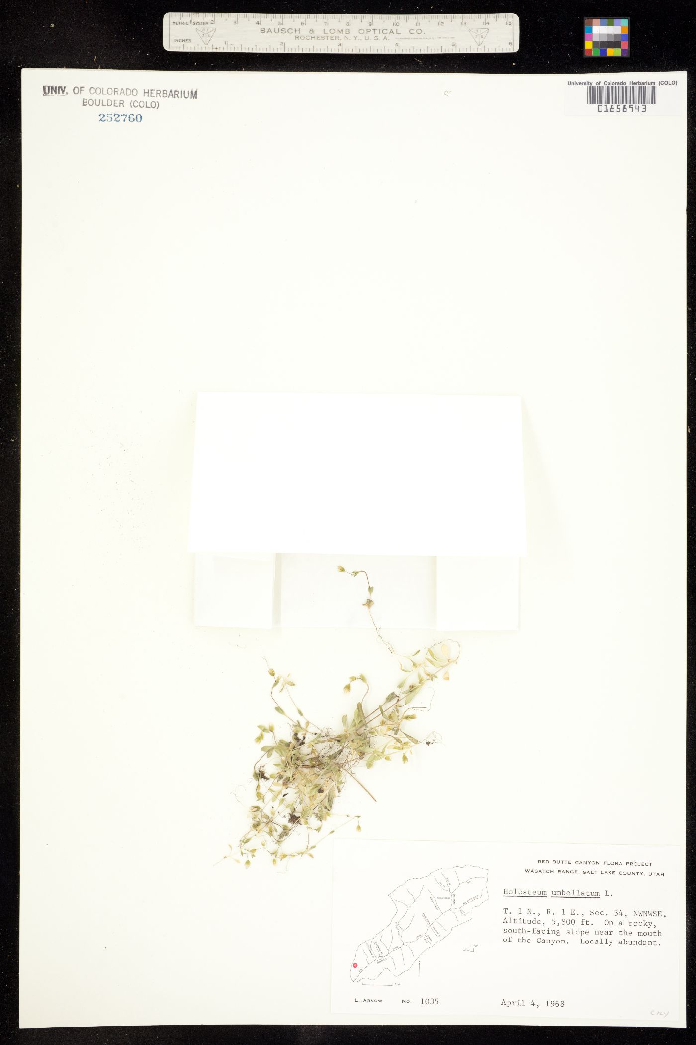 Holosteum umbellatum image