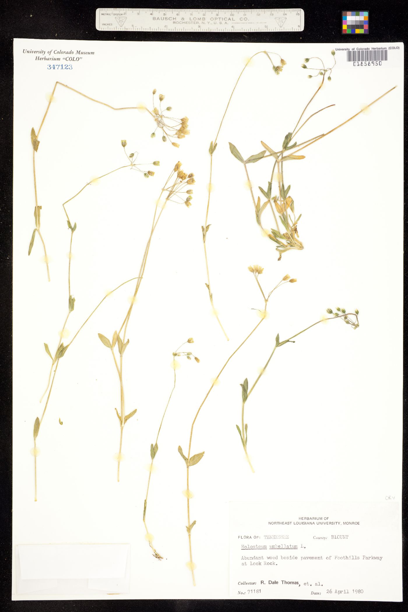 Holosteum umbellatum image