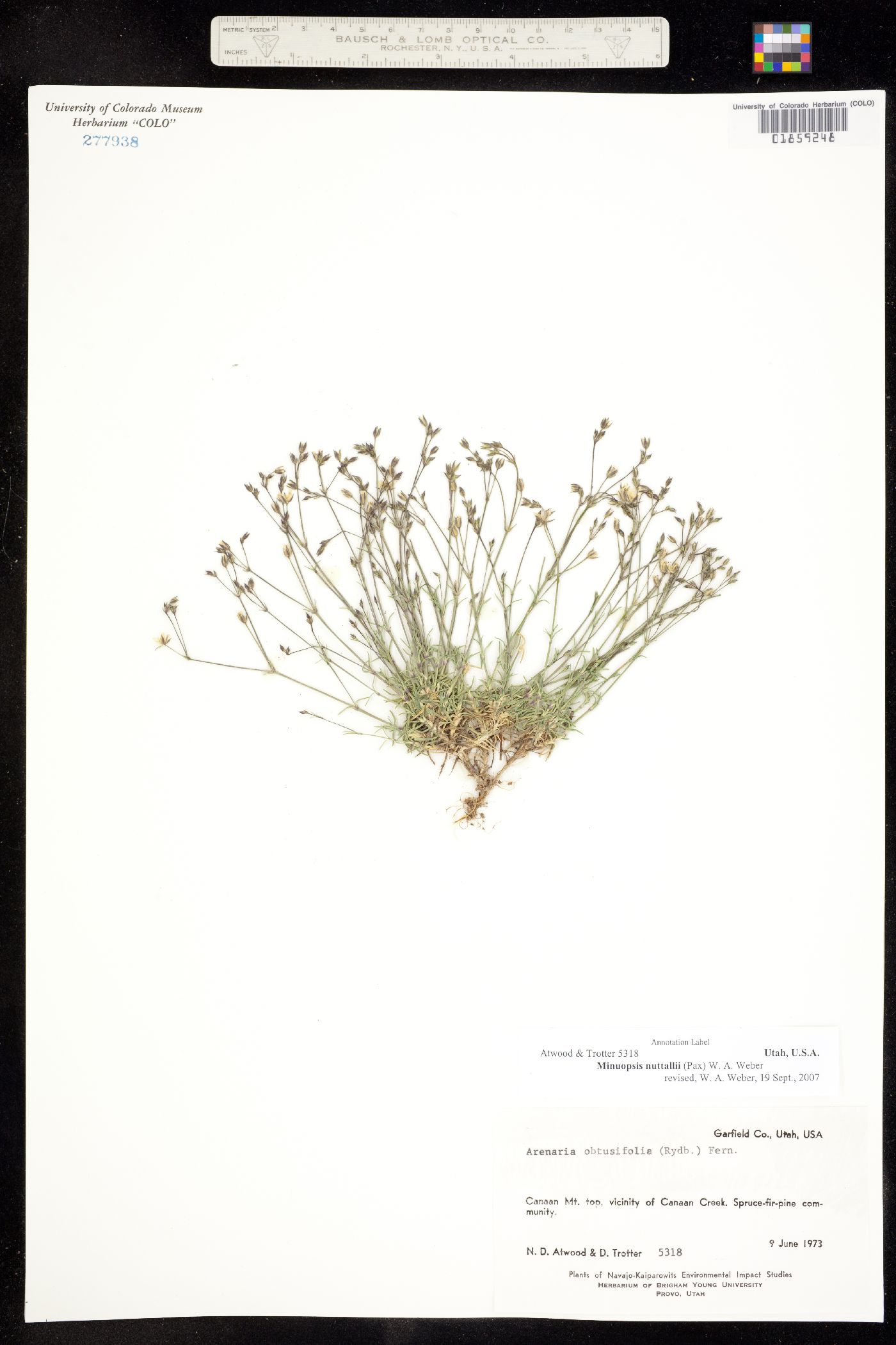 Minuartia nuttallii var. nuttallii image