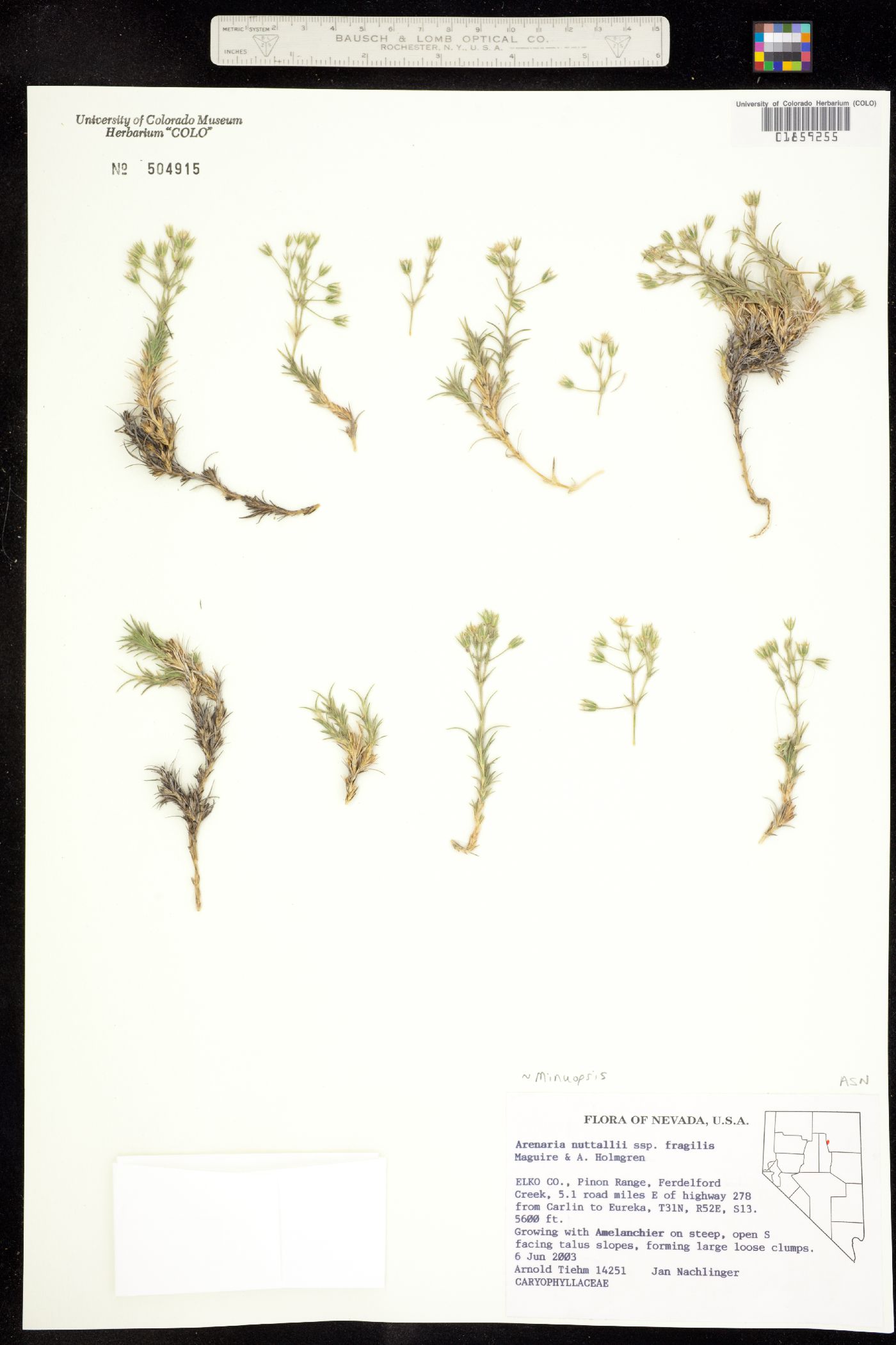 Minuartia nuttallii image