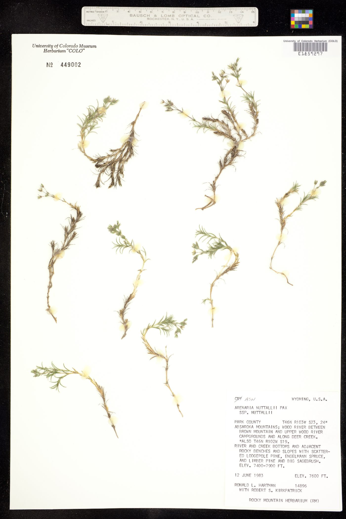 Minuartia nuttallii var. nuttallii image