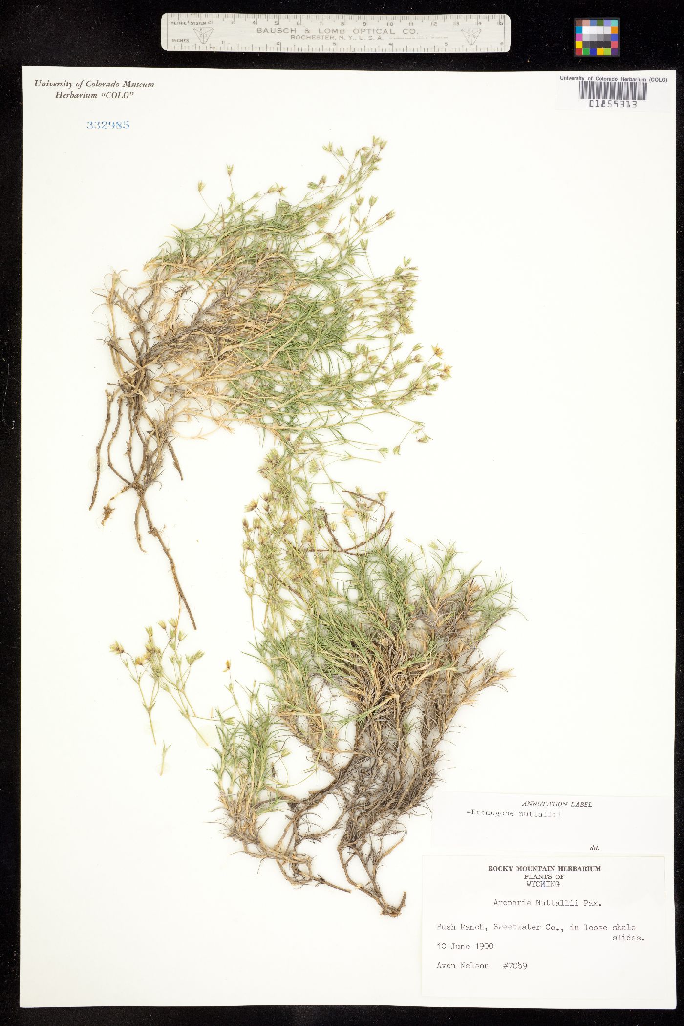 Minuartia nuttallii image