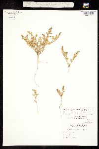 Loeflingia squarrosa image