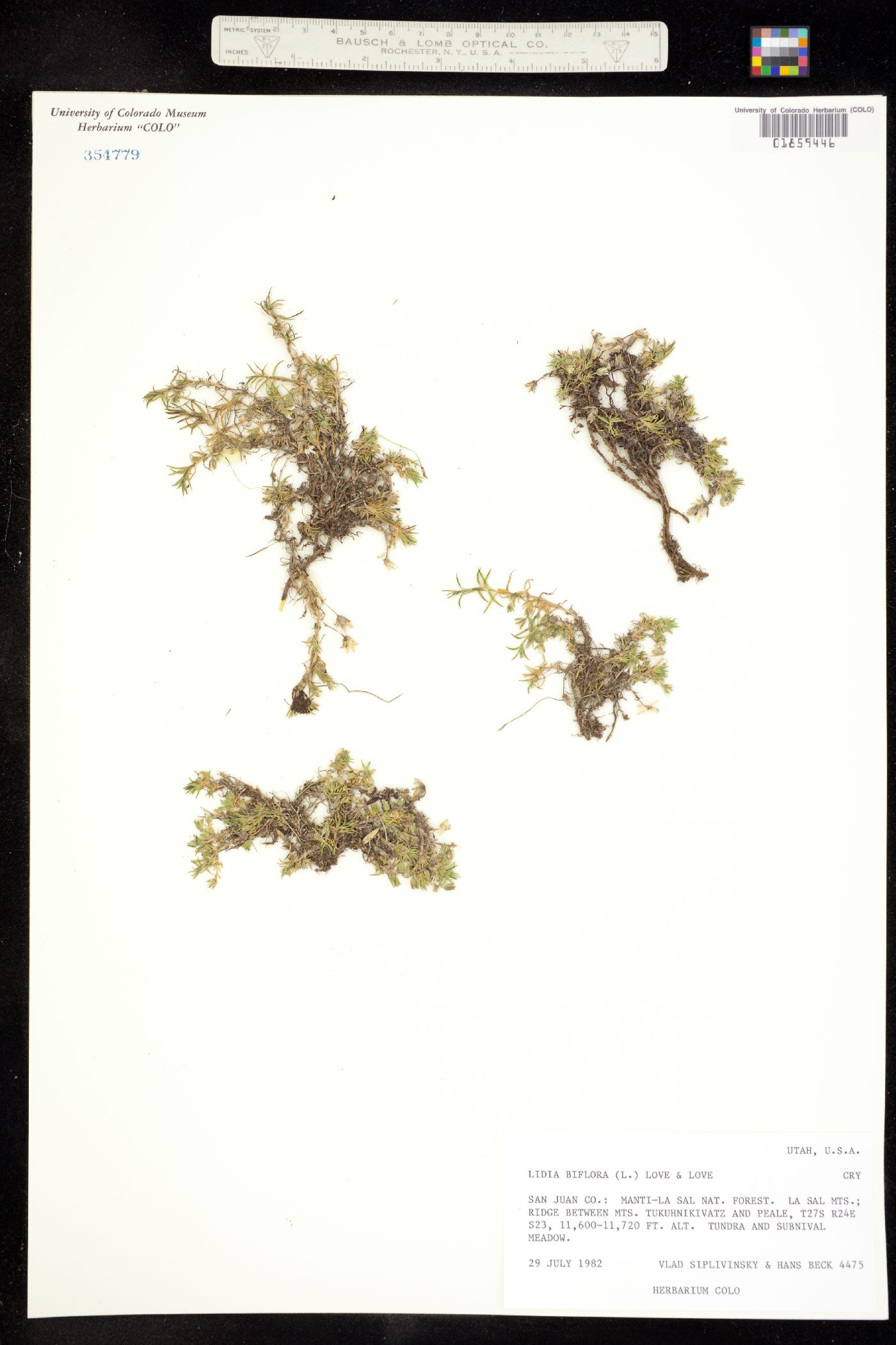 Cherleria biflora image