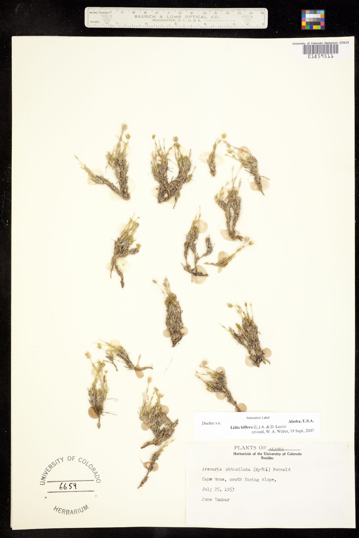 Minuartia biflora image