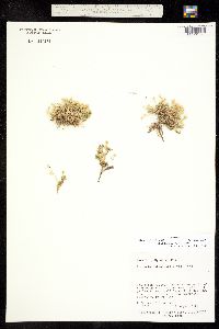 Cherleria biflora image
