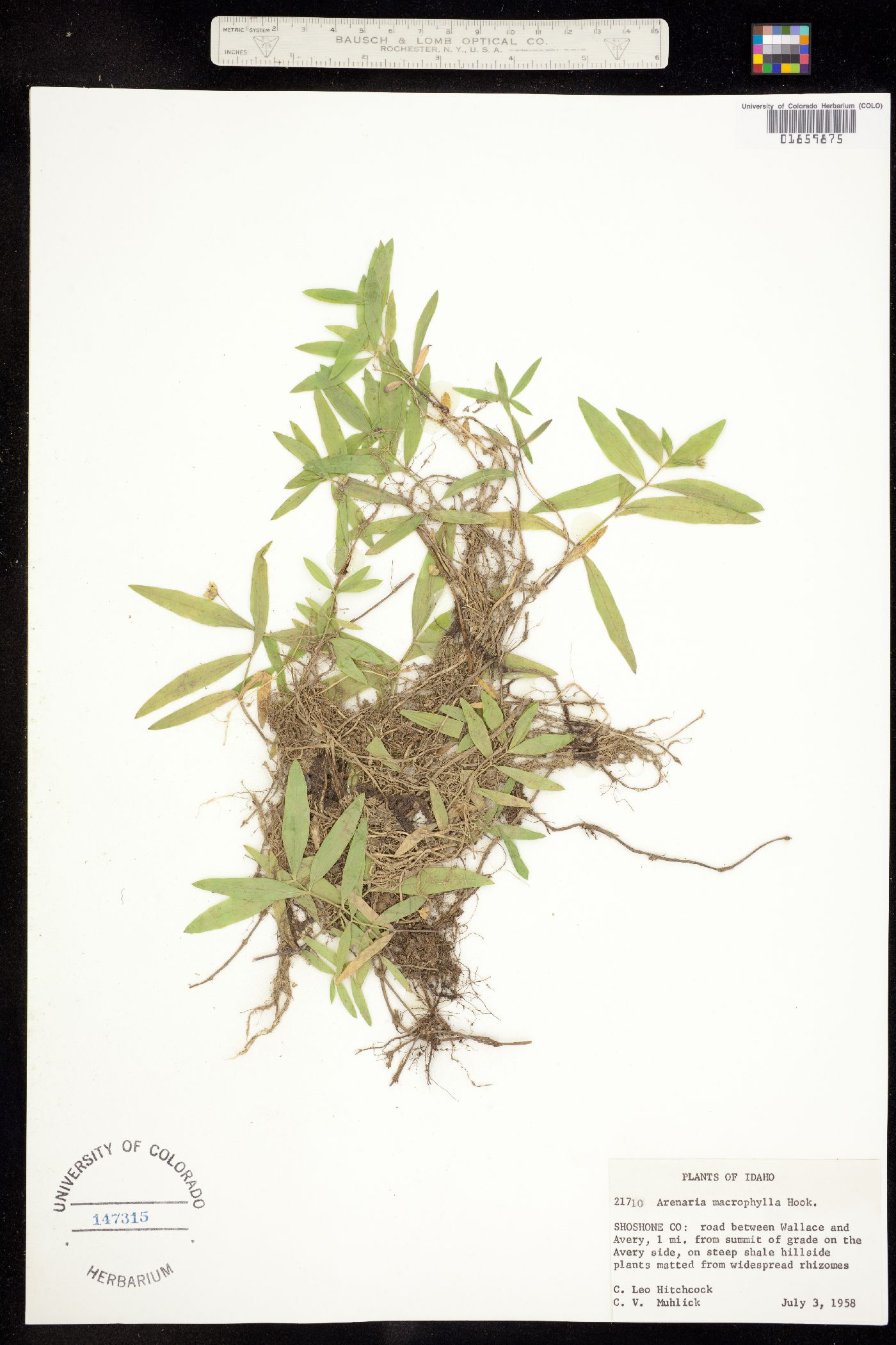 Moehringia macrophylla image