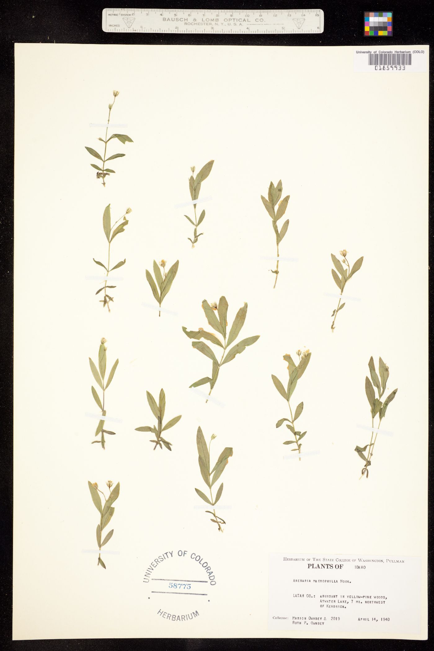 Moehringia macrophylla image