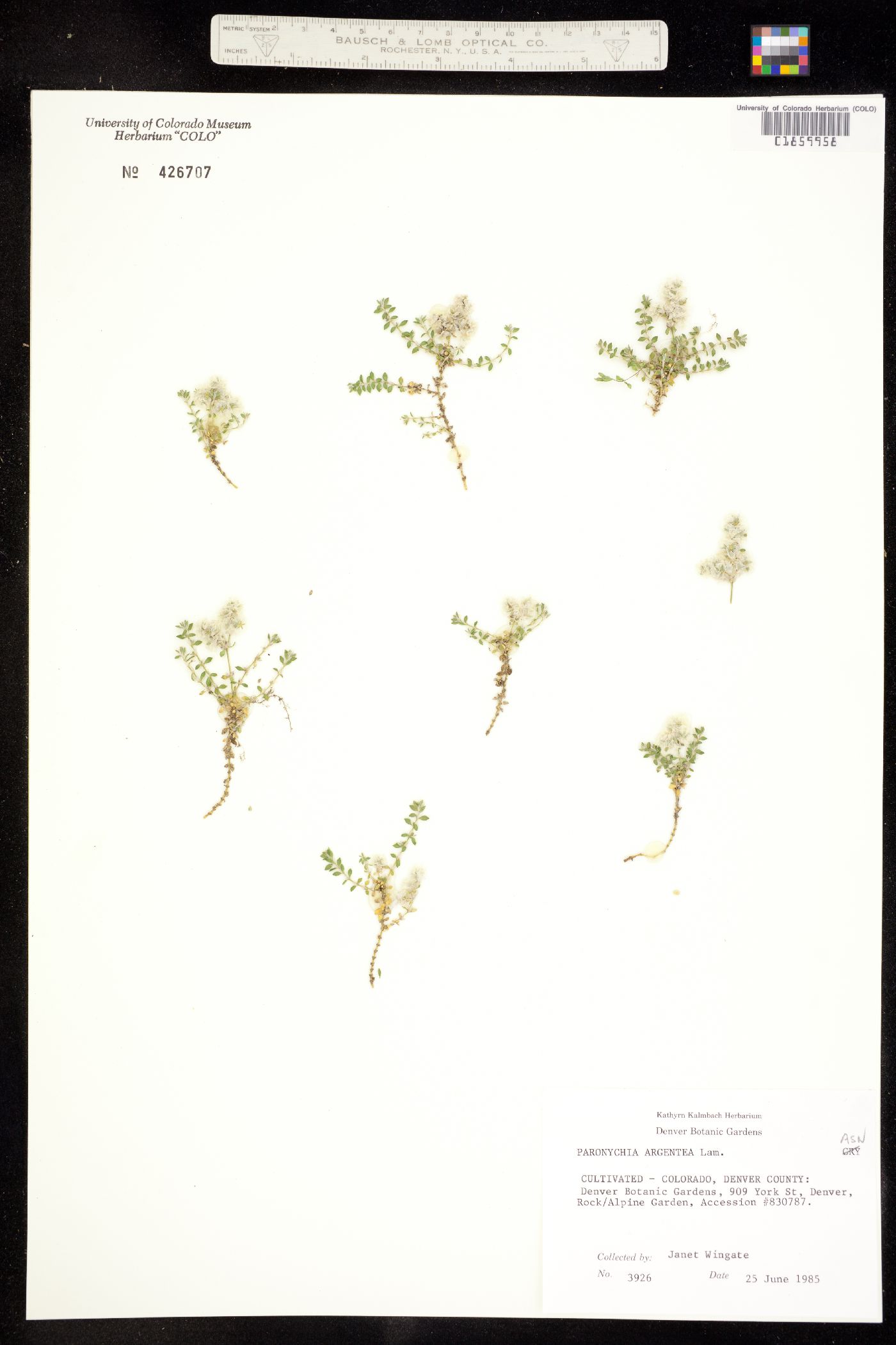 Paronychia argentea image