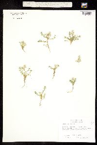 Paronychia argentea image