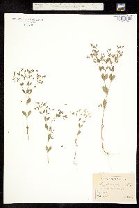 Image of Paronychia canadensis