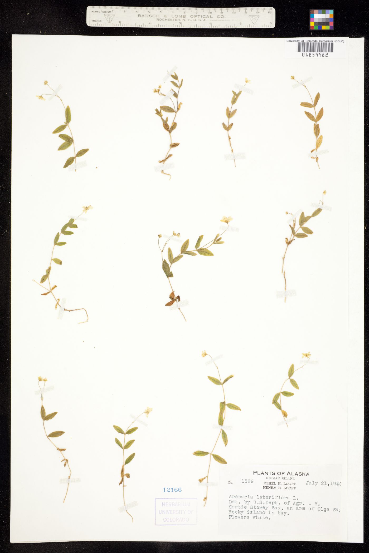Moehringia lateriflora image